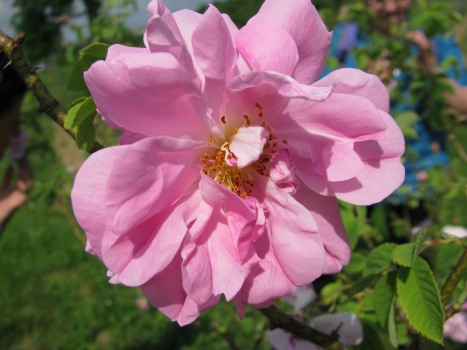 !!! Rose, Damaszener- Blüten bio